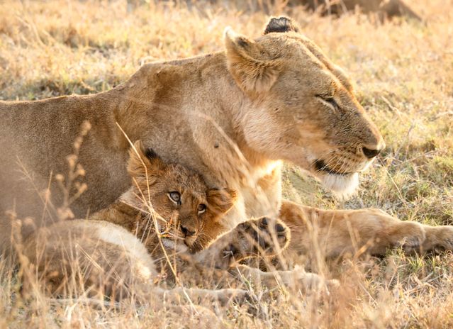 Maasai Mara